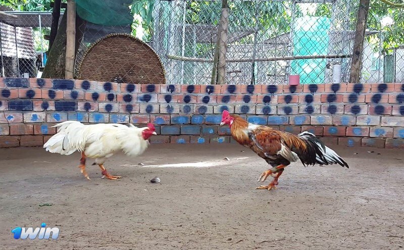 Cockfighting 1win Bangladesh - Characteristics Of Professional Fighting Roosters